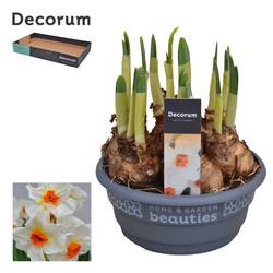 Narzisse 6er weiss Cragford Schale T16 H015