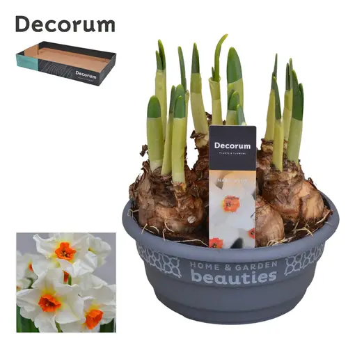 Narzisse 6er weiss Cragford Schale T16 H015