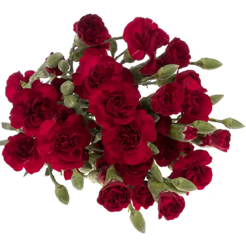 Spraynelke dunkel rot Chateau 60cm X20