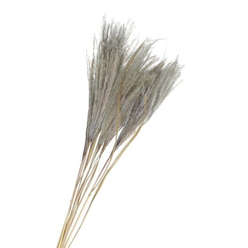 Trocken Silvergrass blau/grau L75cm x10