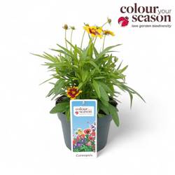Coreopsis orange Andiamo T19 H050