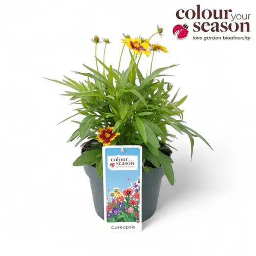 Coreopsis gelb/rot Andiamo T19 H050