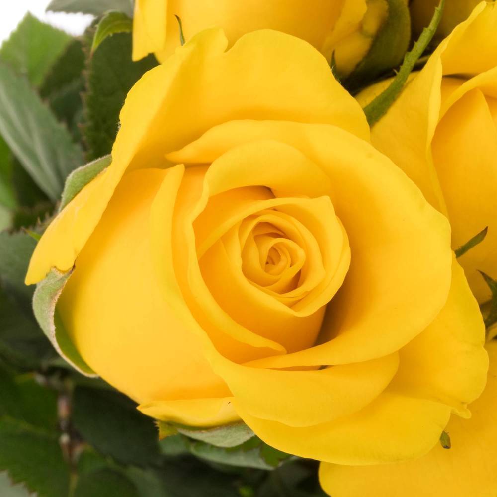 Rose gelb Moonwalk 40cm Ostern