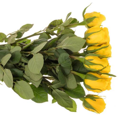 Rose gelb Moonwalk 40cm Ostern