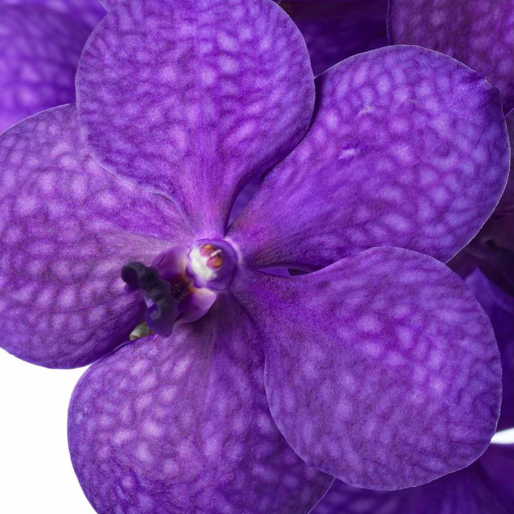 Vanda lila Tayanee Blue 2-3 Stiele 25Blüte