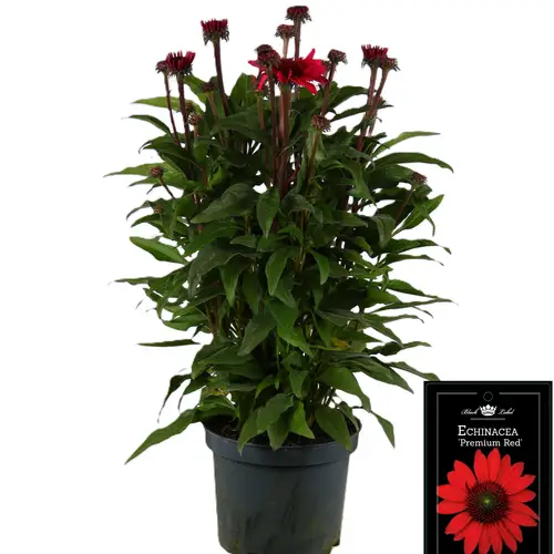 Echinacea rot T19 H050