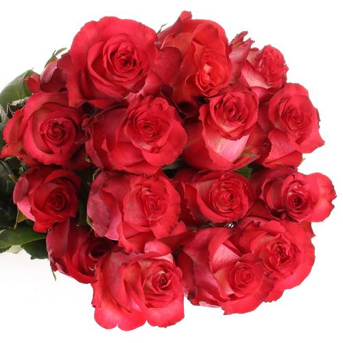 Rose rot/creme Iguazu (Ec) 70cm