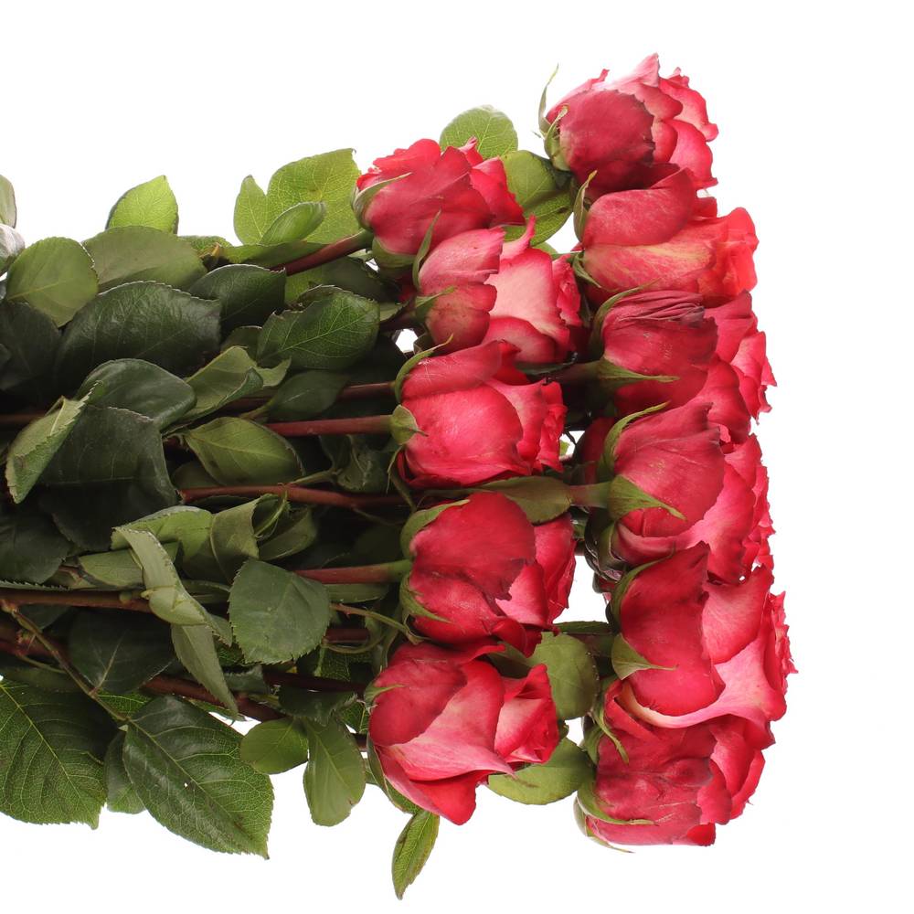 Rose rot/creme Iguazu (Ec) 70cm