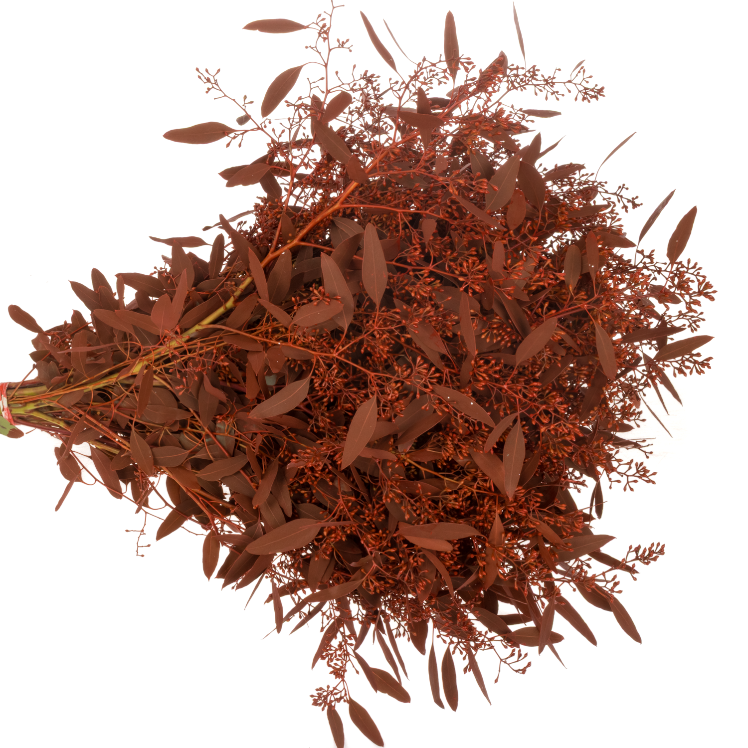 Populus rot Frucht gefärbt 300 Gramm 65cm