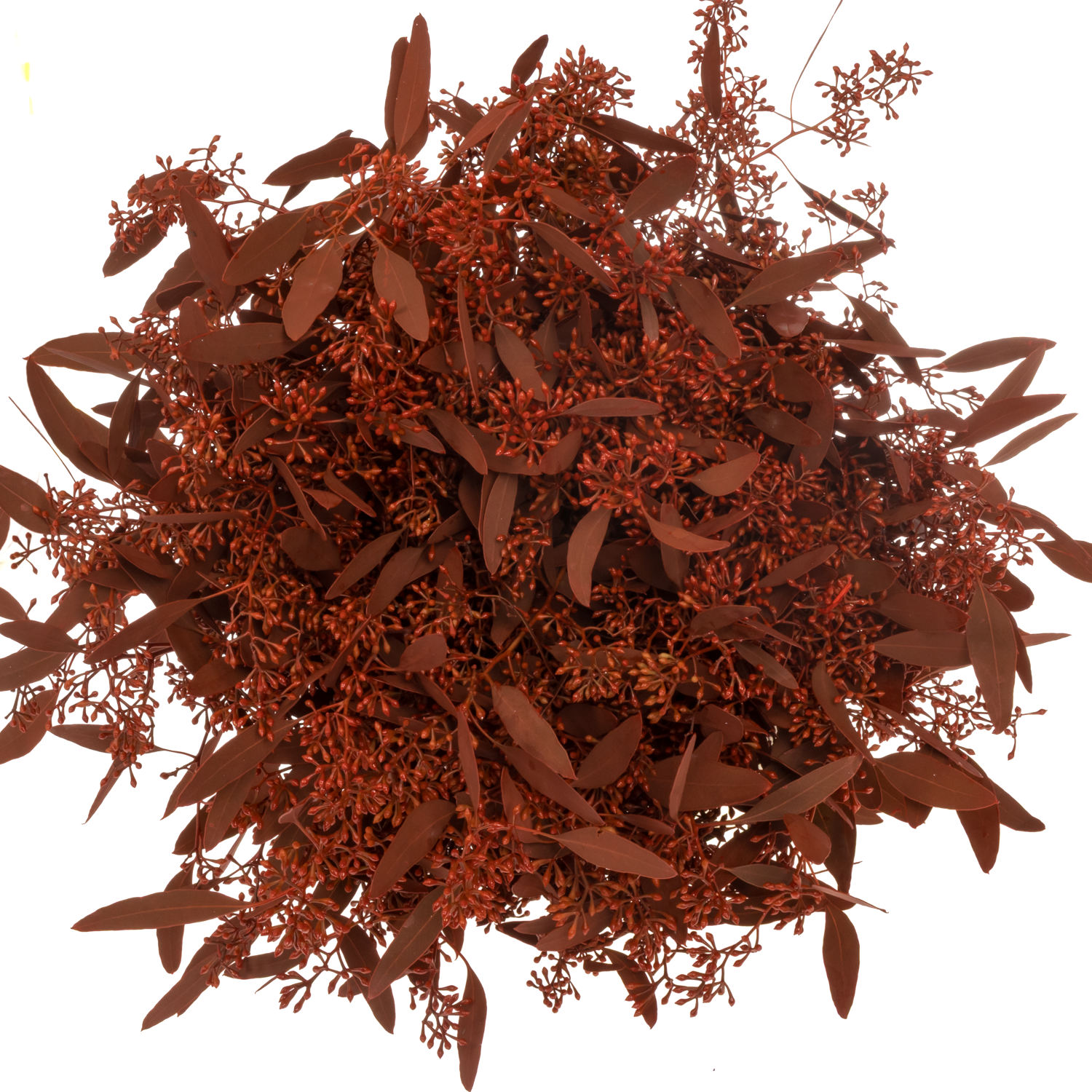 Populus rot Frucht gefärbt 300 Gramm 65cm