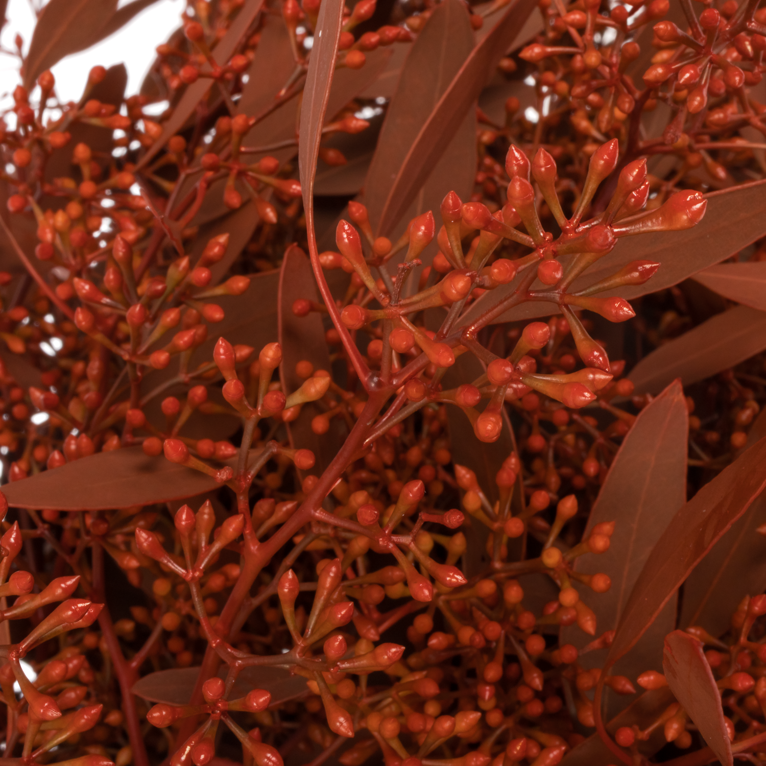 Populus rot Frucht gefärbt 300 Gramm 65cm