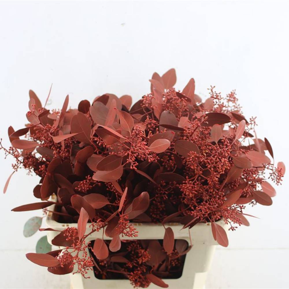 Populus rot Frucht gefärbt 300 Gramm 60cm