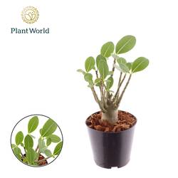 Adenium Obesum T12 H030
