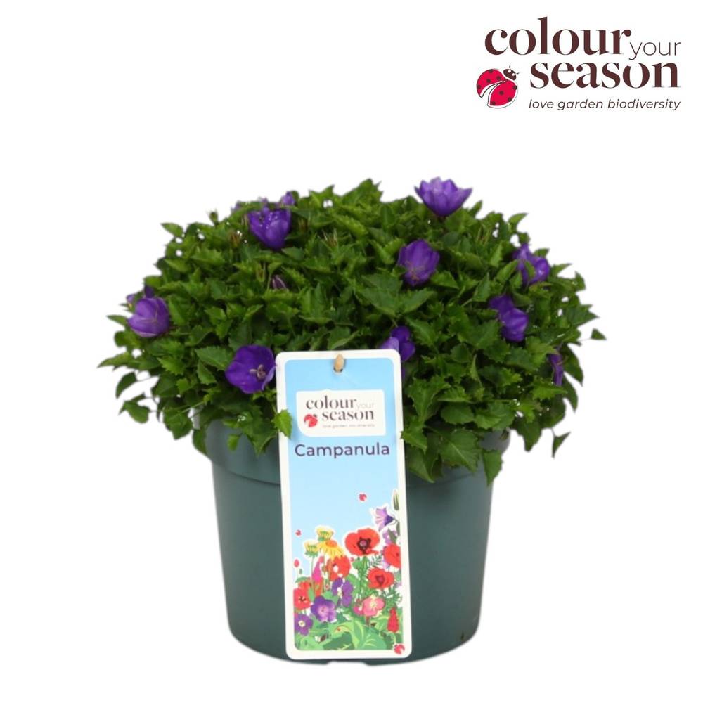 Campanula violett Midnight T19 H040