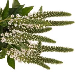 Lysemachia weiss Moonlight 60cm
