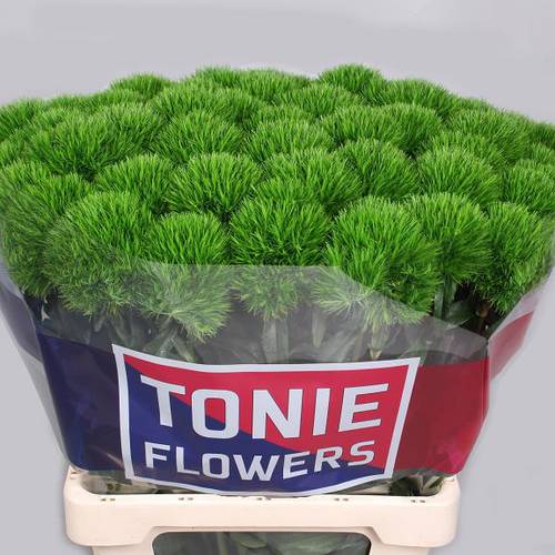 Bartnelke grün Kiwi Mellow 60cm x40