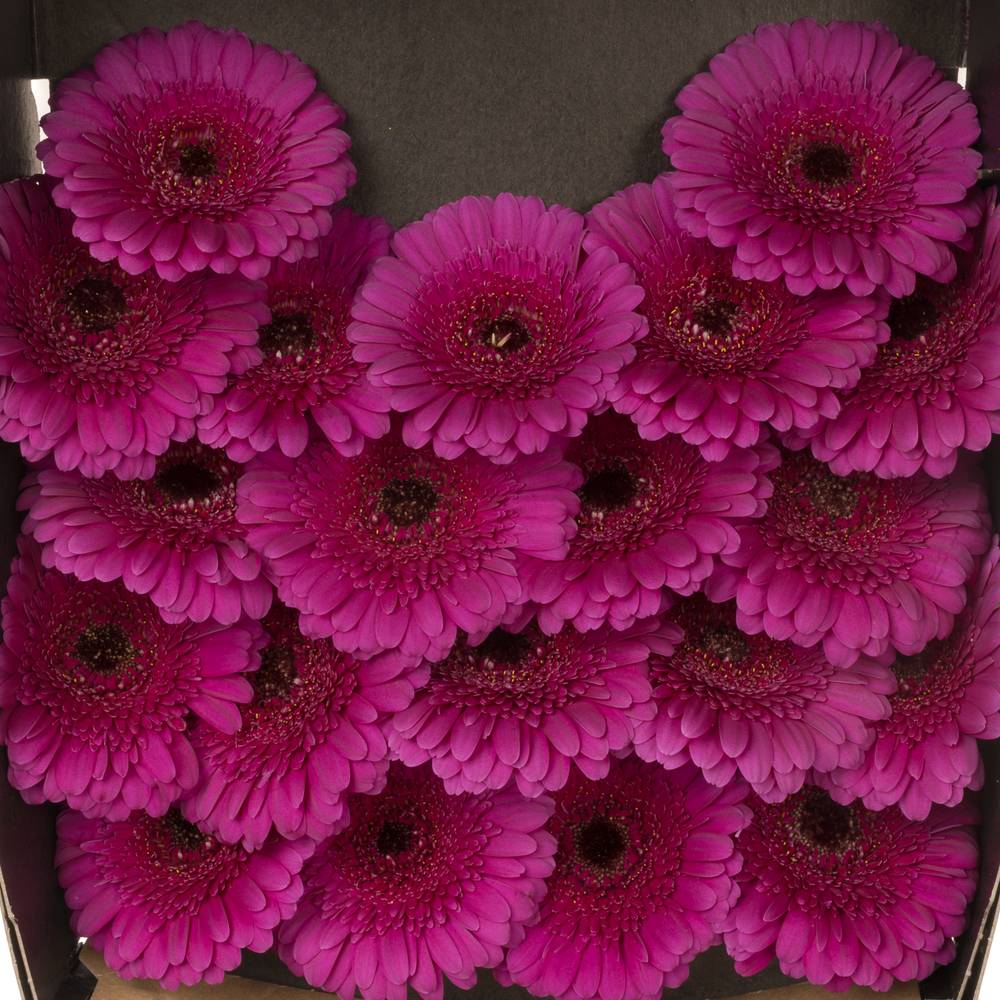 Germini lila Rhapsody