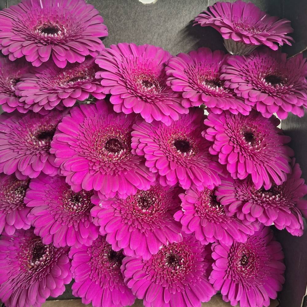 Germini lila Rhapsody