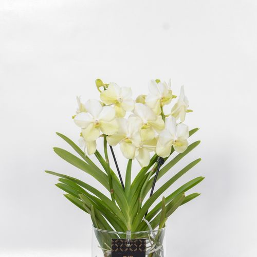Vanda weiss Charlotte Glas T14 H060