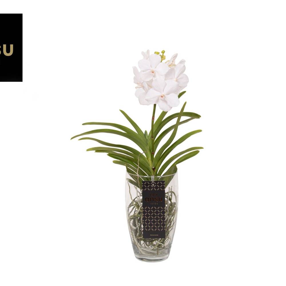 Vanda weiss Charlotte Glas T14 H060