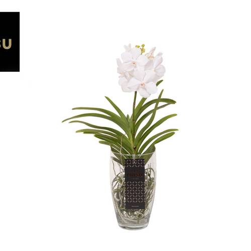 Vanda weiss Charlotte Glas T14 H060