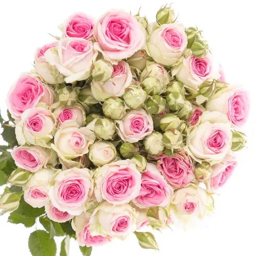Rose verzweigt rosa/creme Mimi Eden 4+Blüte 55cm