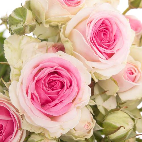 Rose verzweigt rosa/creme Mimi Eden 4+Blüte 55cm