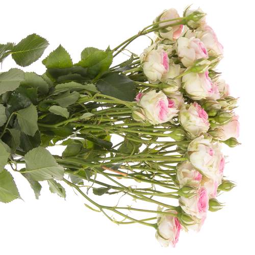 Rose verzweigt rosa/creme Mimi Eden 4+Blüte 55cm