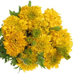 Tagetes Promise Yell 60cm