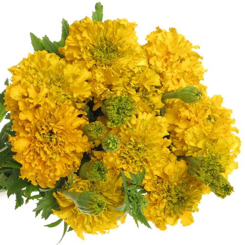 Tagetes Promise Yell 60cm