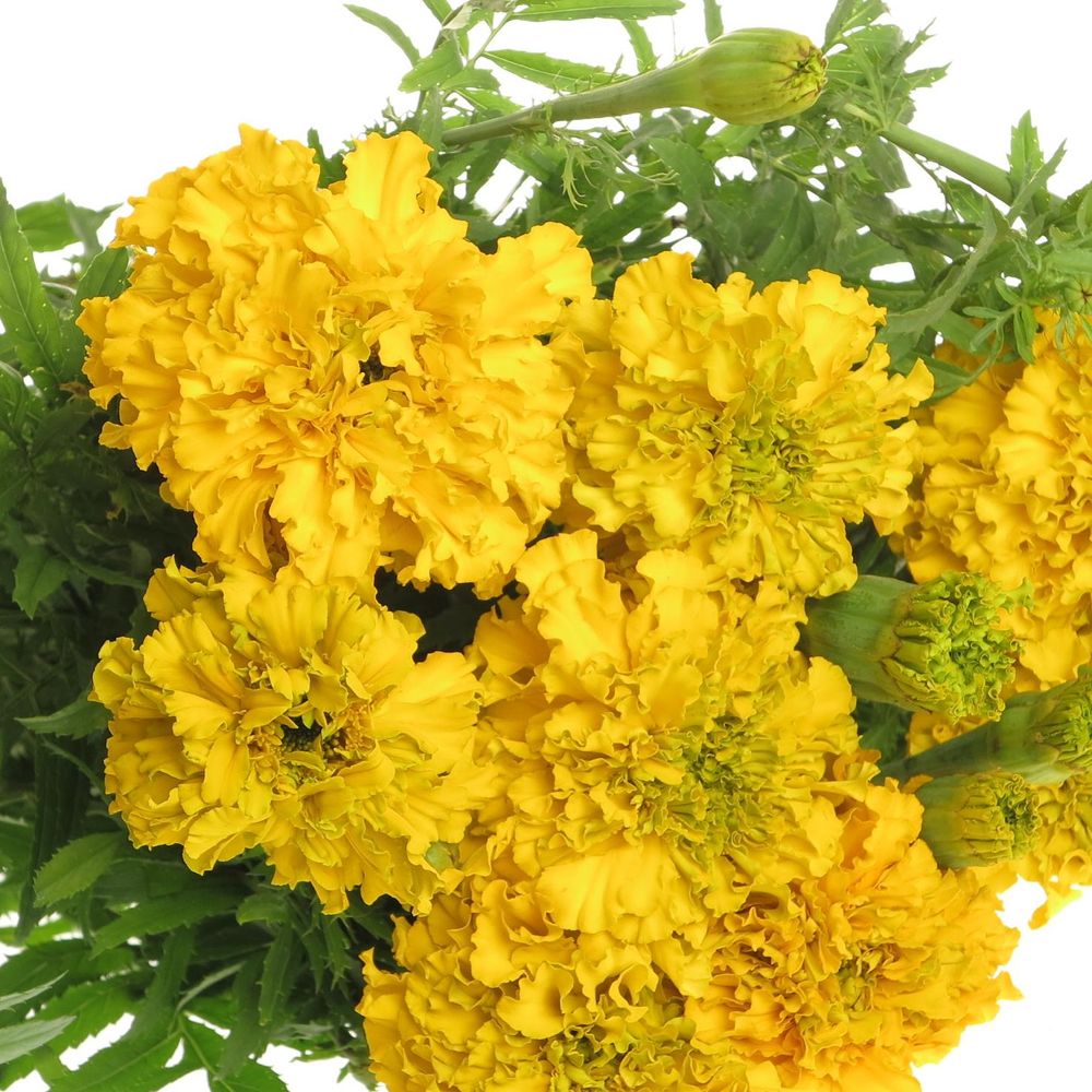 Tagetes Promise Yell 60cm