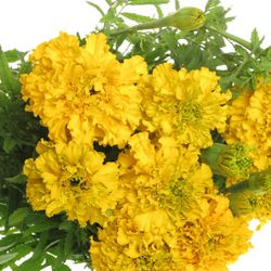 Tagetes Promise Yell 60cm