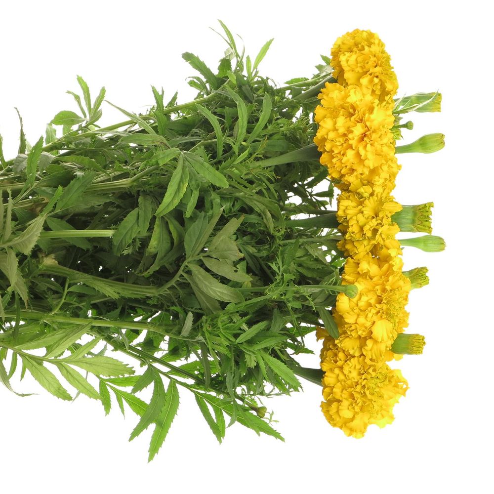 Tagetes Promise Yell 60cm