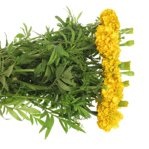 Tagetes Promise Yell 60cm