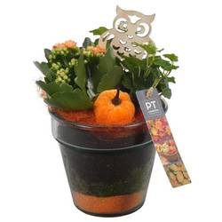 Kal.Arr PTHG3307 Herbst T13 H025