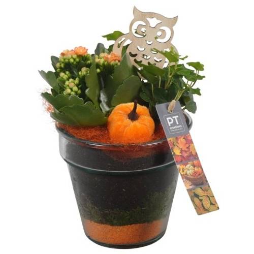 Kal.Arr PTHG3307 Herbst T13 H025