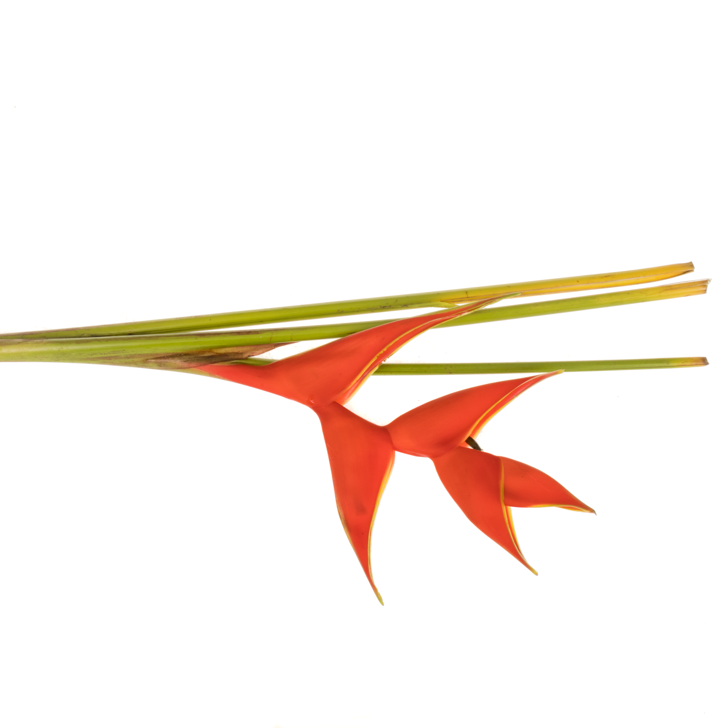 Heliconia Gross rot Iris 90cm