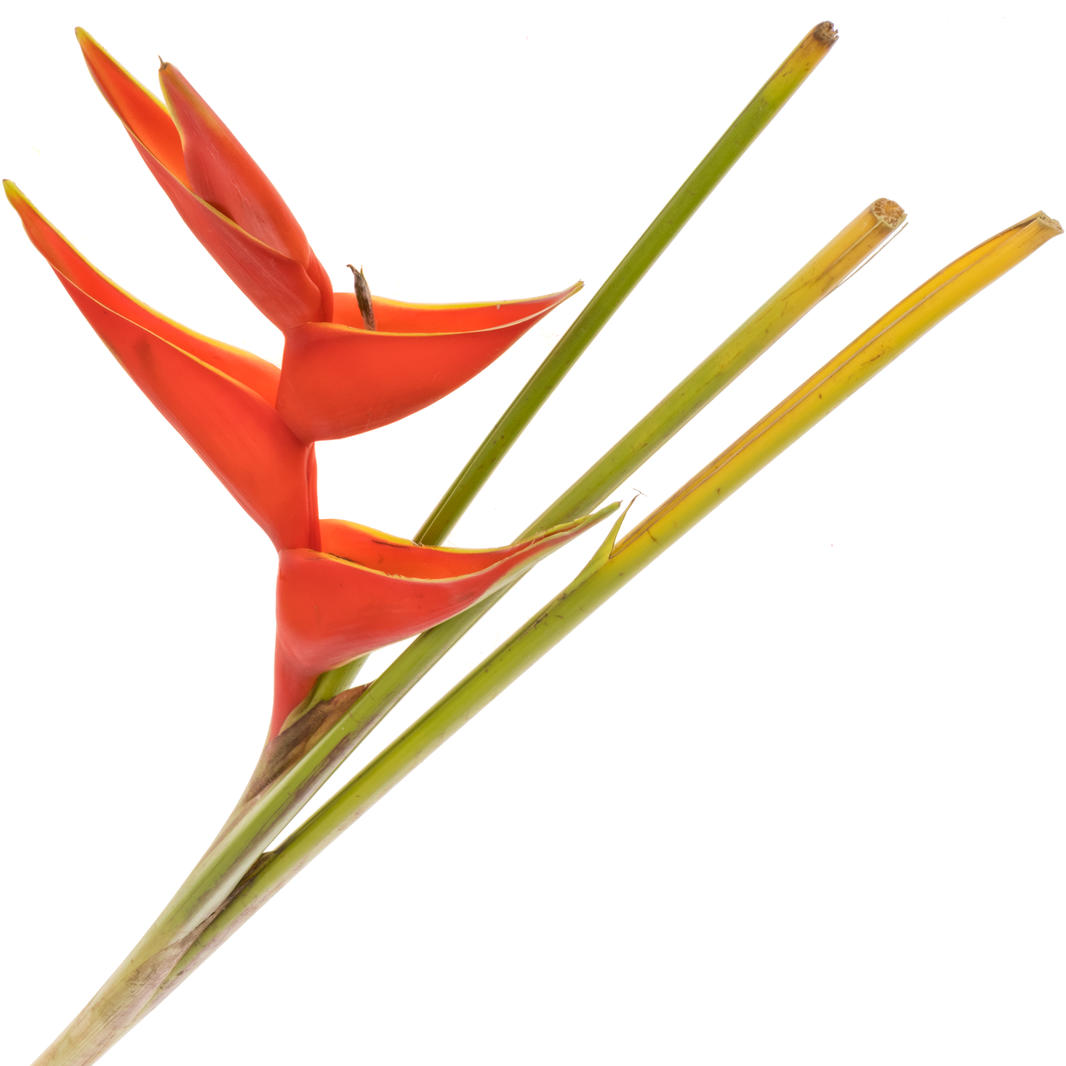 Heliconia Gross rot Iris 90cm