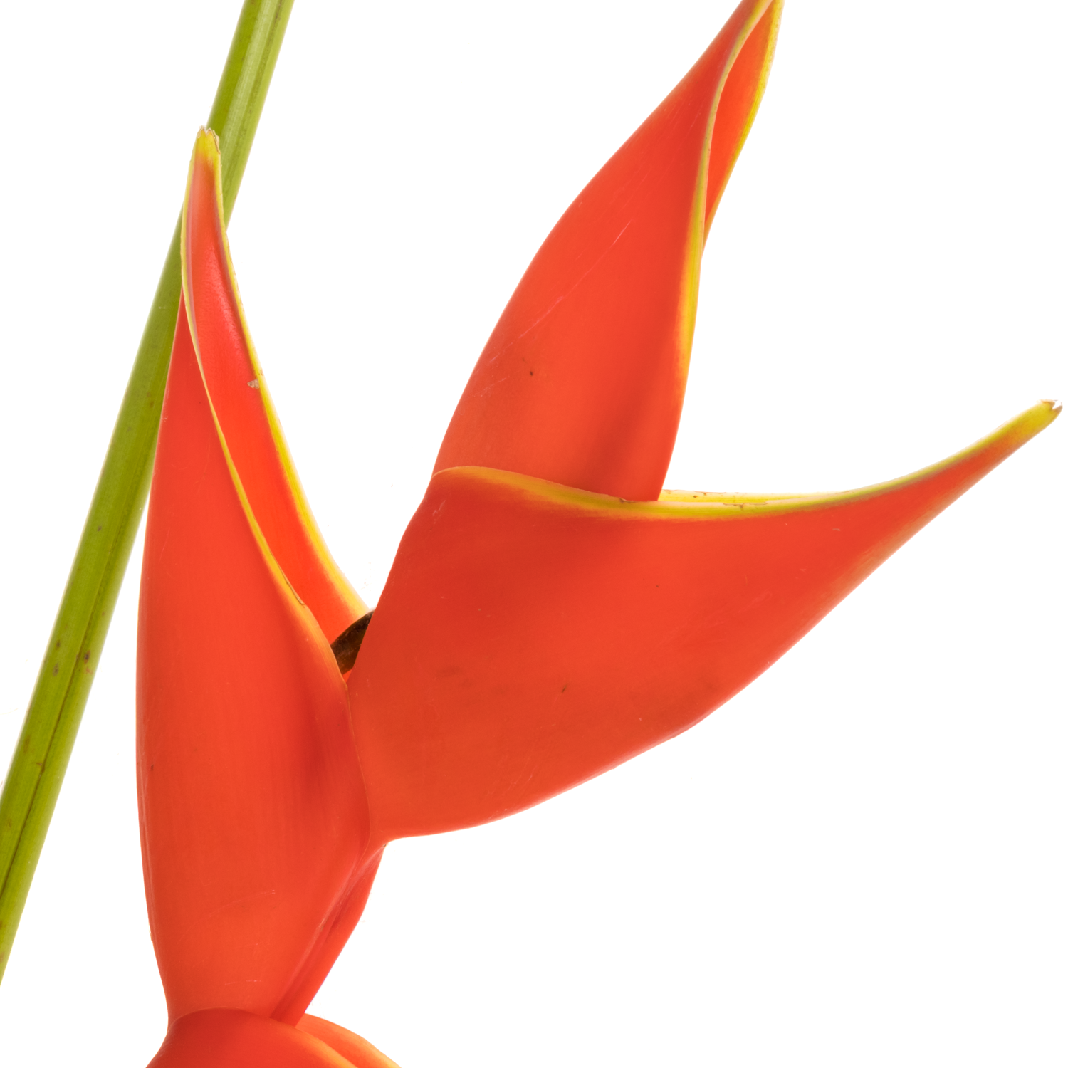 Heliconia Gross rot Iris 90cm