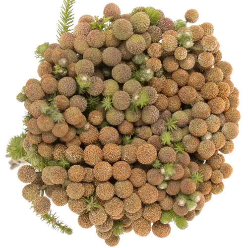 Berzeli Abrotanoides 40cm
