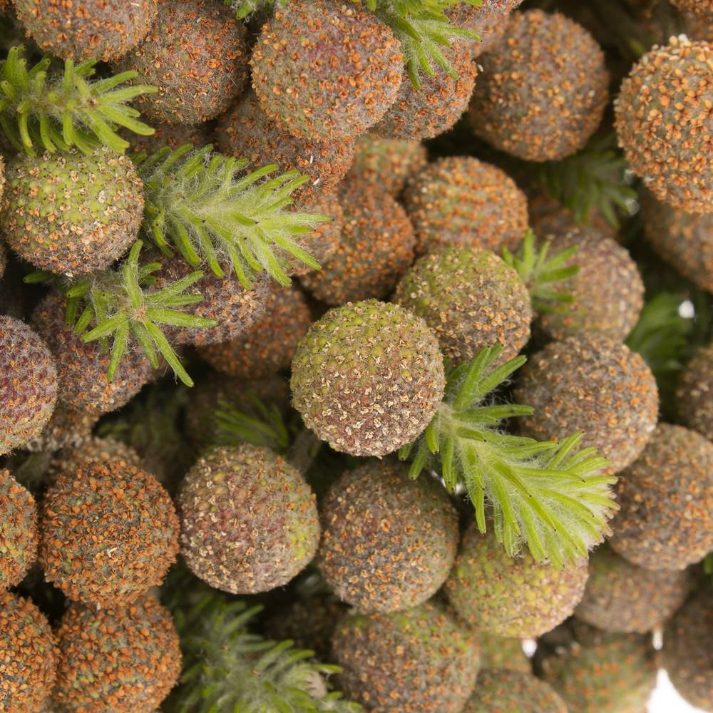 Berzeli Abrotanoides 40cm
