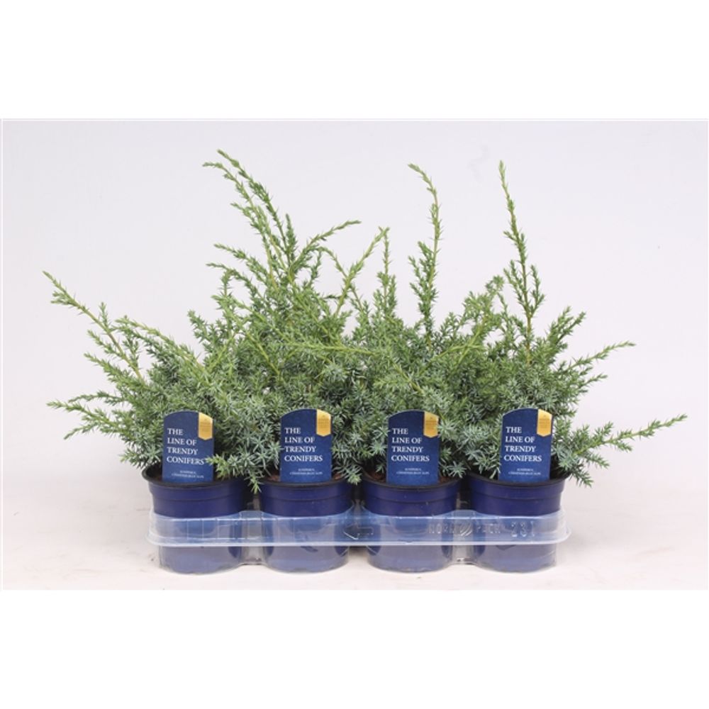 Juniperus Chinensis Blue Alps T11 H018