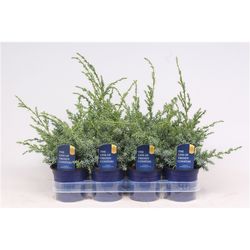 Juniperus Chinensis Blue Alps T11 H018