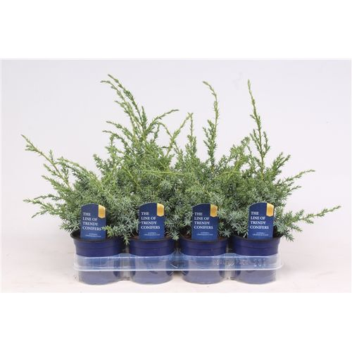 Juniperus Chinensis Blue Alps T11 H018