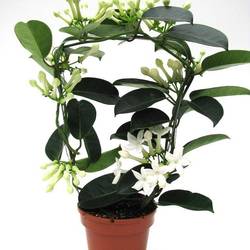 Stephanotis 6-9 Bl. Bogen Parfum T12 H045