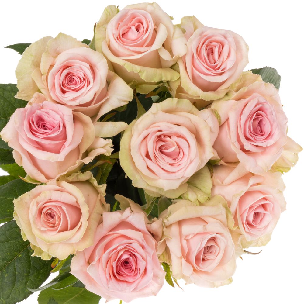 Rose rosa Sweet Dolomiti XL 60cm