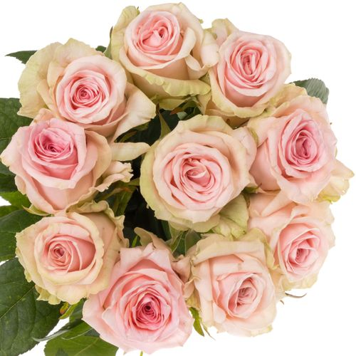 Rose rosa Sweet Dolomiti XL 60cm