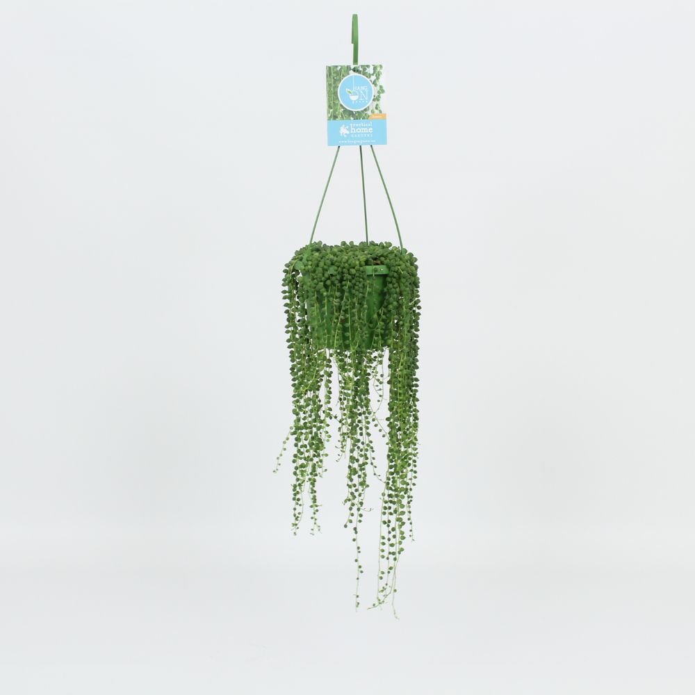 Senecio Rowleyanus Ampel T14
