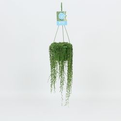 Senecio Rowleyanus Ampel T14