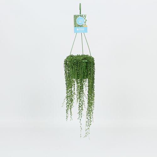 Senecio Rowleyanus Ampel T14